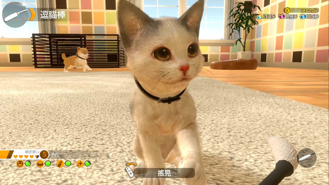 【港版】小小伙伴：狗狗与猫猫.LITTLE FRIENDS -DOGS & CATS- 中文_1