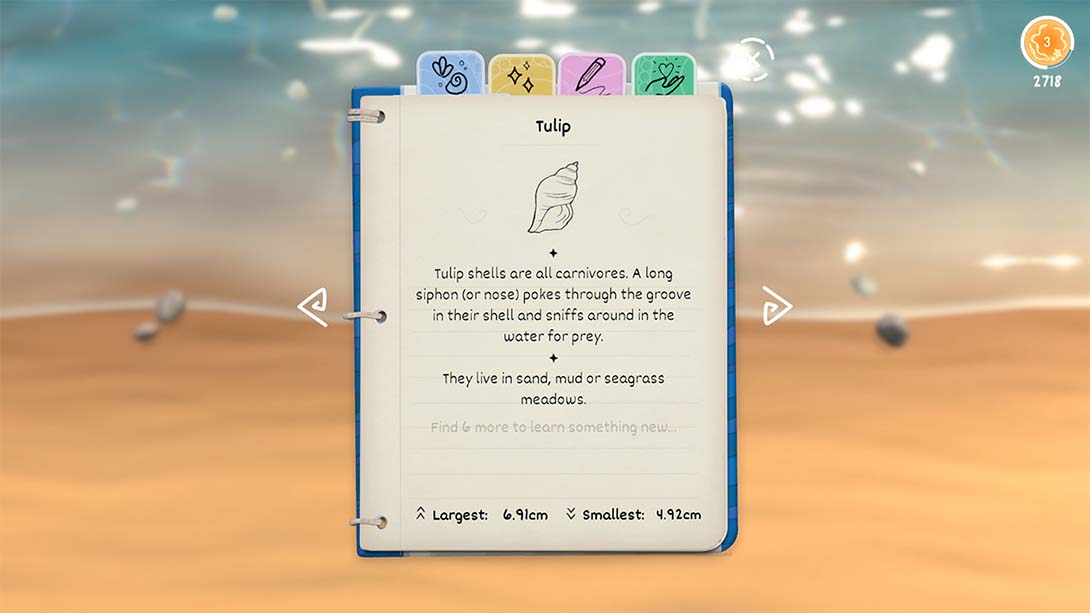 【美版】贝壳 Seashell 中文_5