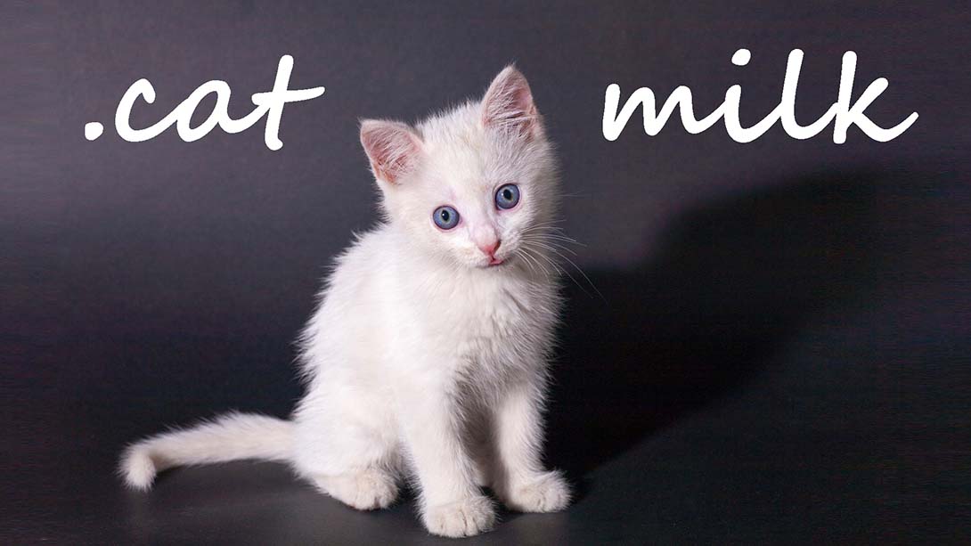 猫奶 Cat Milk 英语_0