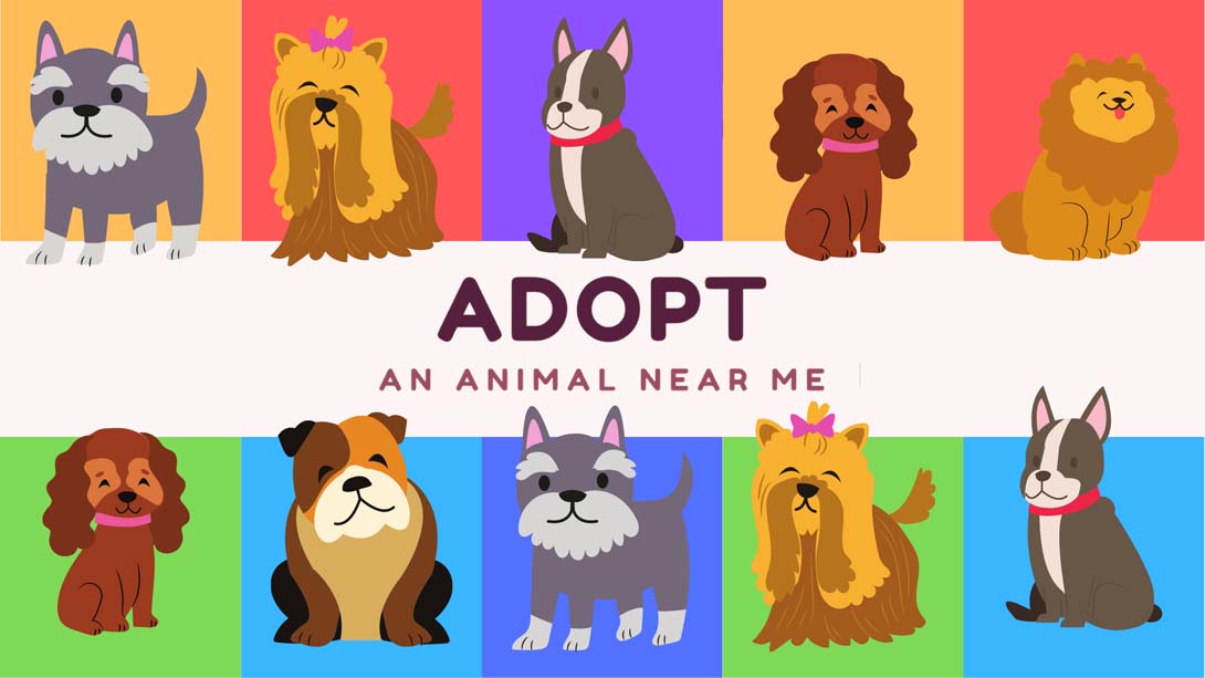 【美版】在我附近收养一只动物 Adopt an animal near me 英语_0