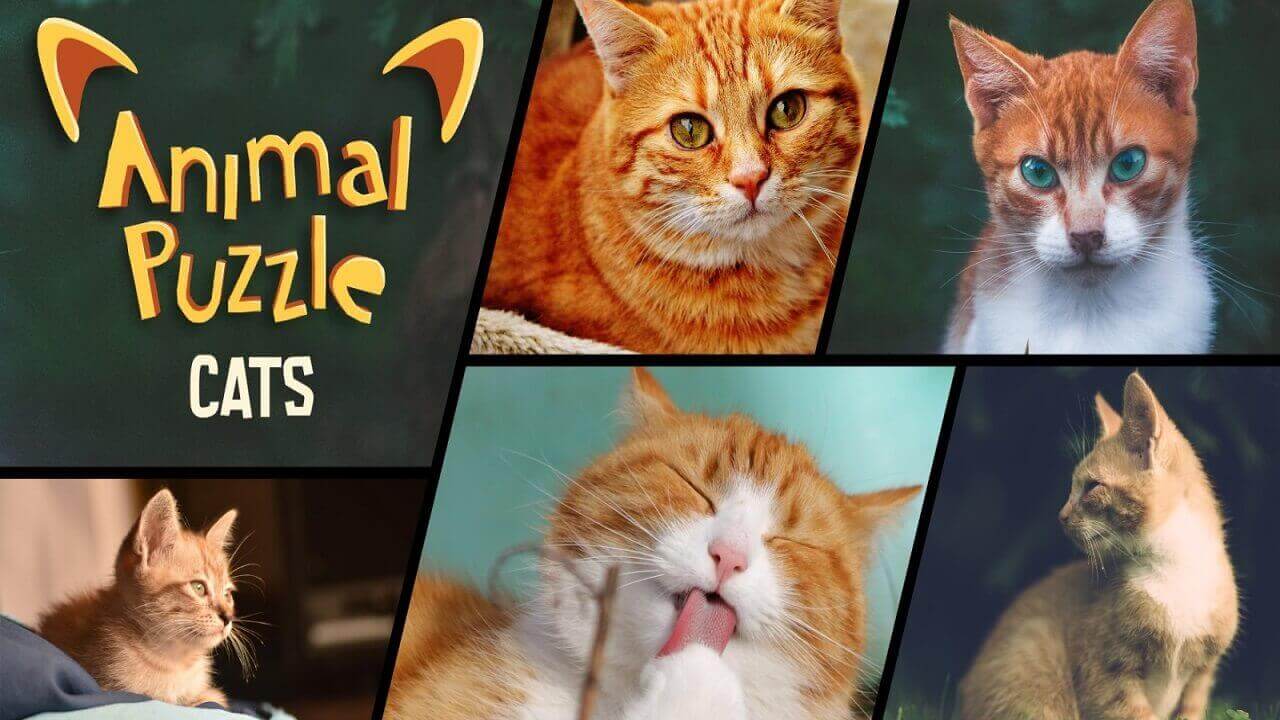 动物拼图猫丨Animal Puzzle Cats_0